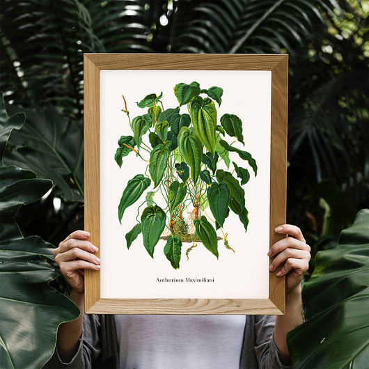 Plakat botaniczny Anthurium Maximiliani trochę na ścianę