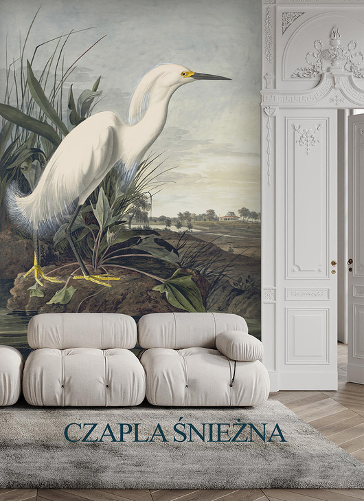fototapeta Czapla śnieżna - tapeta