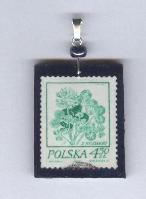 Koniczynka anielska