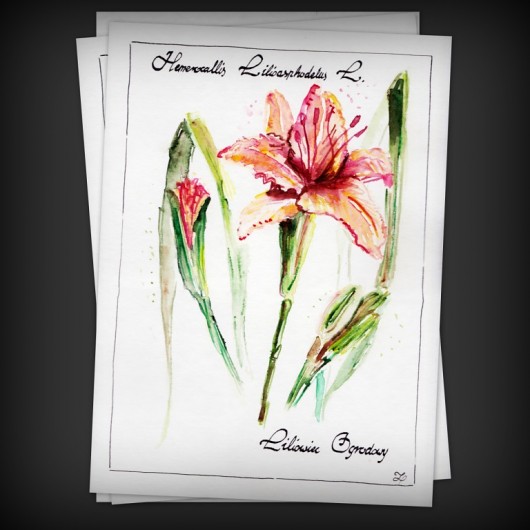 Hemerocallis Lilioasphodelus L. czyli Liliowiec  Camariera