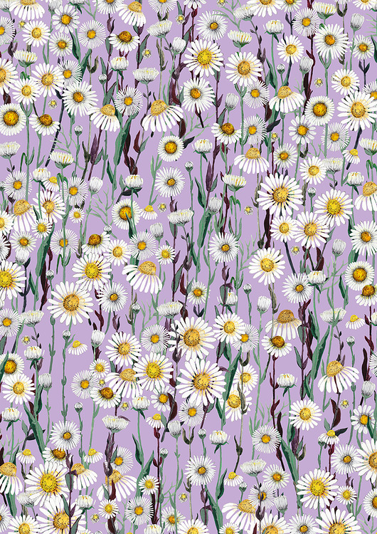 grafiki i ilustracje Daisy purple- ilustracja- grafika