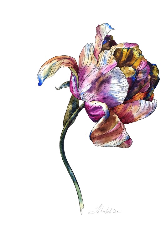 obrazy "Kolorowy tulipan" 29.5*41.5 cm/ akwarela