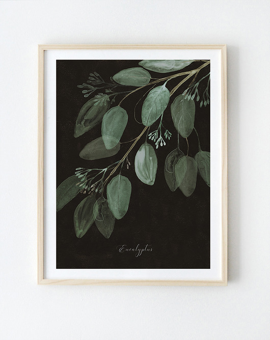 Plakat botaniczny  Eukaliptus  50x50 cm Anita Tomala