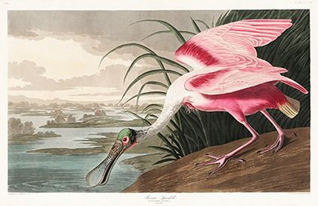 plakaty Ibis-pelikan-plakat-rycina