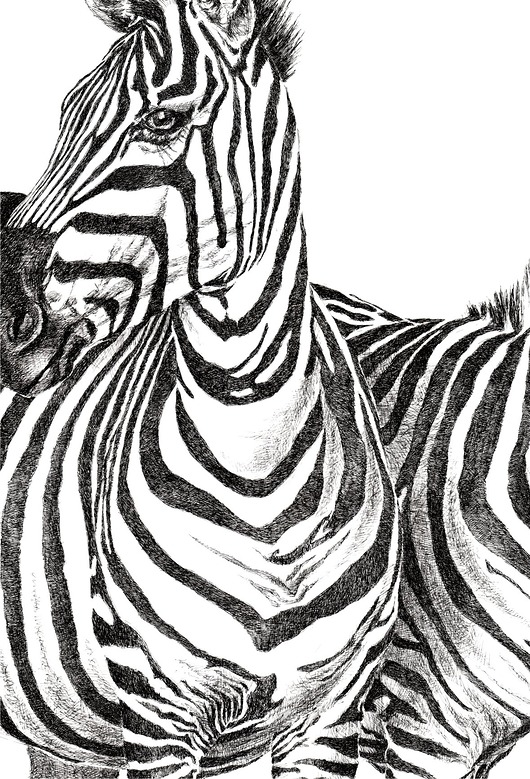 grafiki i ilustracje Zebry 50x70