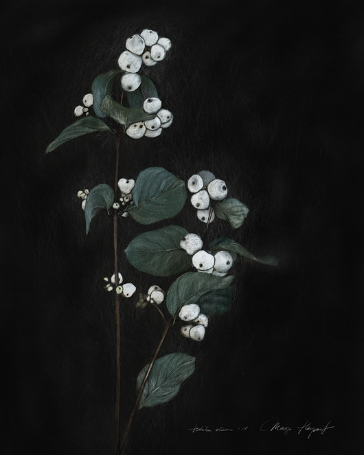 Śnieguliczka Biała print A4 format Margo Hupert