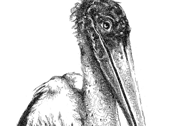 grafiki i ilustracje Marabut