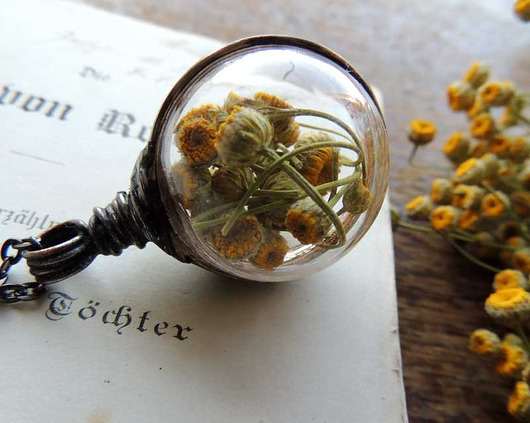Wrotycz - Tansy - Rainfarn MARIAELA