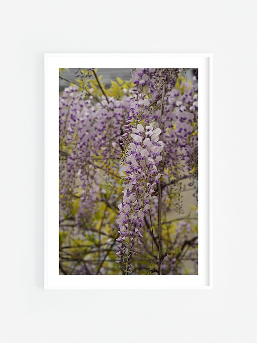 fotografia Zwisająca wisteria I