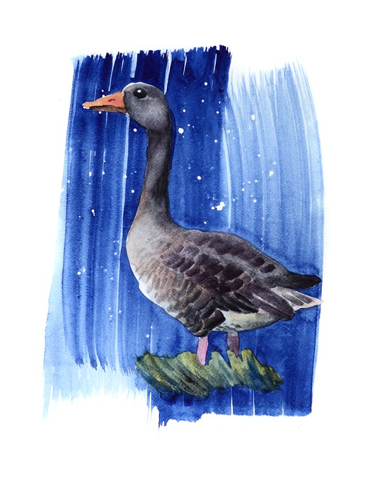 grafiki i ilustracje Plakat Gęgawa