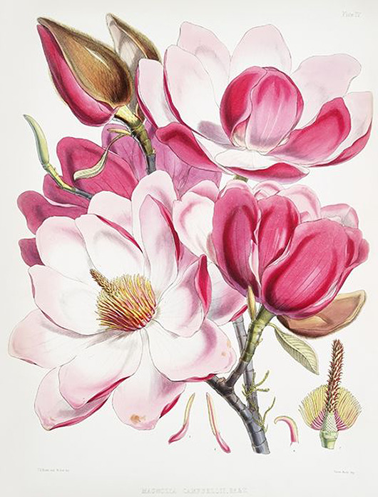 plakaty Kwiaty-magnolia-ilustracja-vintage