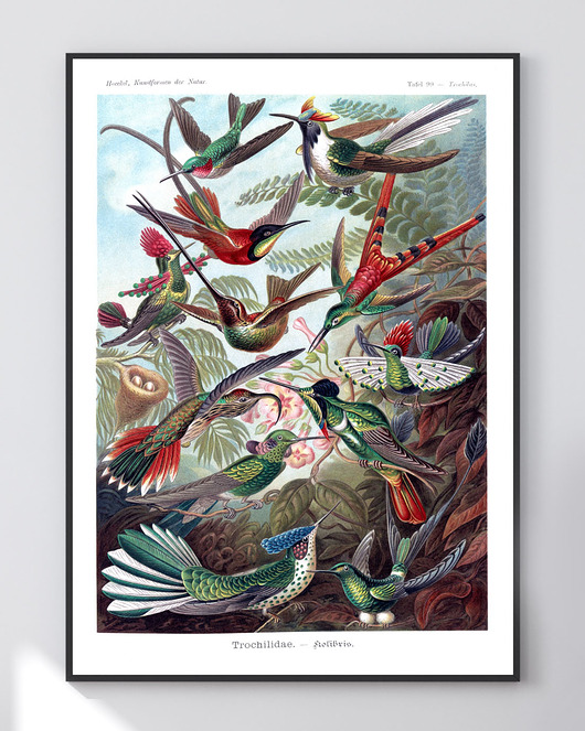 Plakat retro z kolibrami Szare Kropki