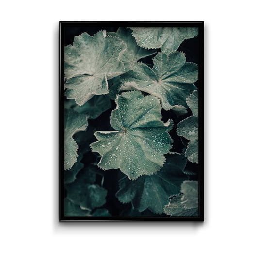 Plakat Wet Leaves  Bury Lis
