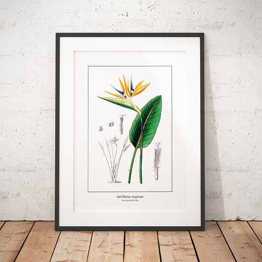 Plakat botaniczny Strelicja Królewska trochę na ścianę