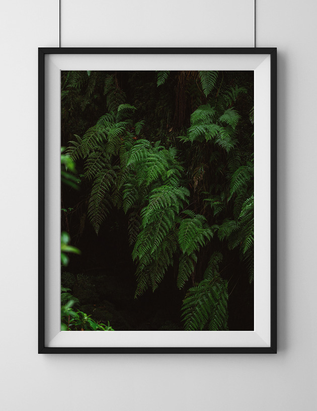plakaty Paprocie, plakat, fotografia, plik cyfrowy