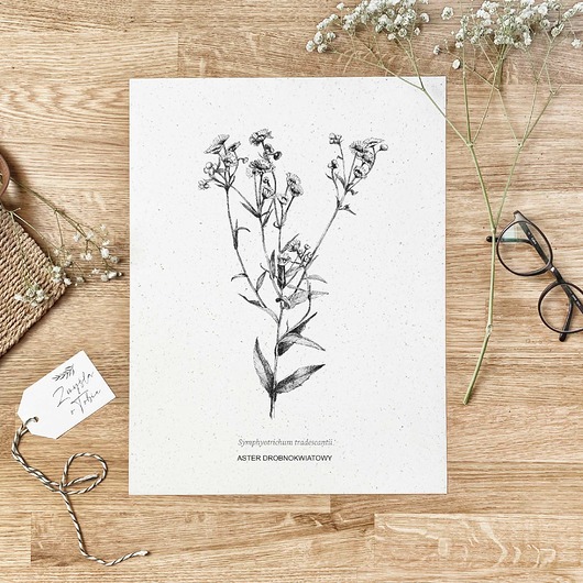 grafiki i ilustracje Aster drobnokwiatowy - rysunek botaniczny