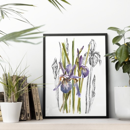 obrazy Irysy - akwarela art print w oprawie.