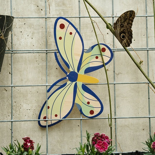 plakaty Plakat Cairns Birdwings the butterfly - dekoracja ścienna