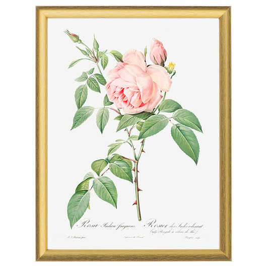 Botaniczne ilustracje - Rose Indica fragrans White Rose Peonies 