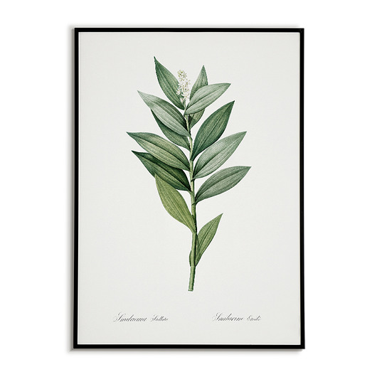 Star flowered - Plakat botaniczny - Retro Bajkowe Obrazki