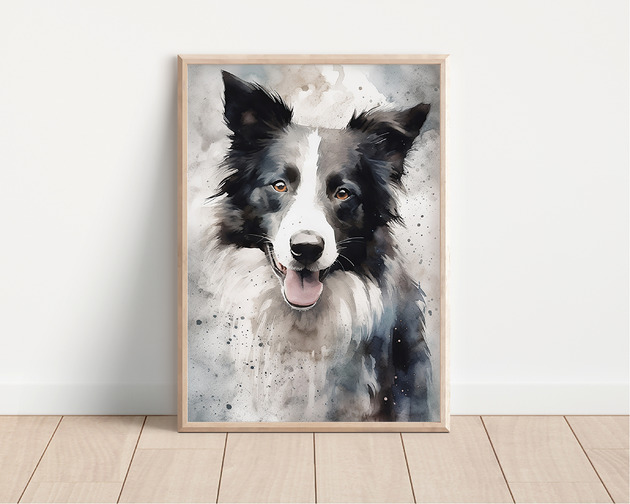 plakaty Plakat border collie