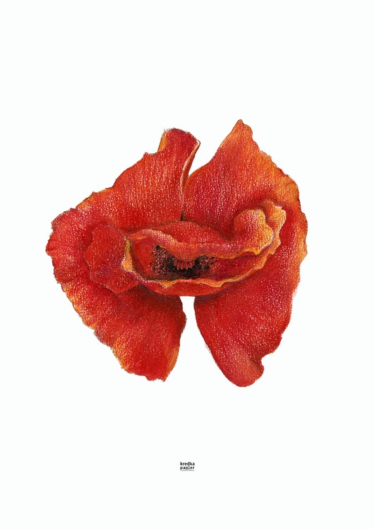 plakaty Plakat Papaver