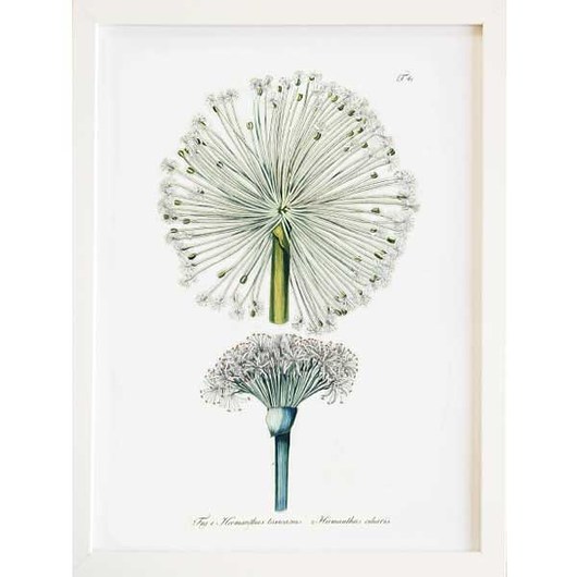 plakaty Ilustracja botaniczna Hematus