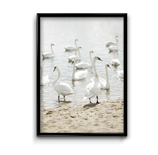 plakaty Plakat Łabędzie na plaży