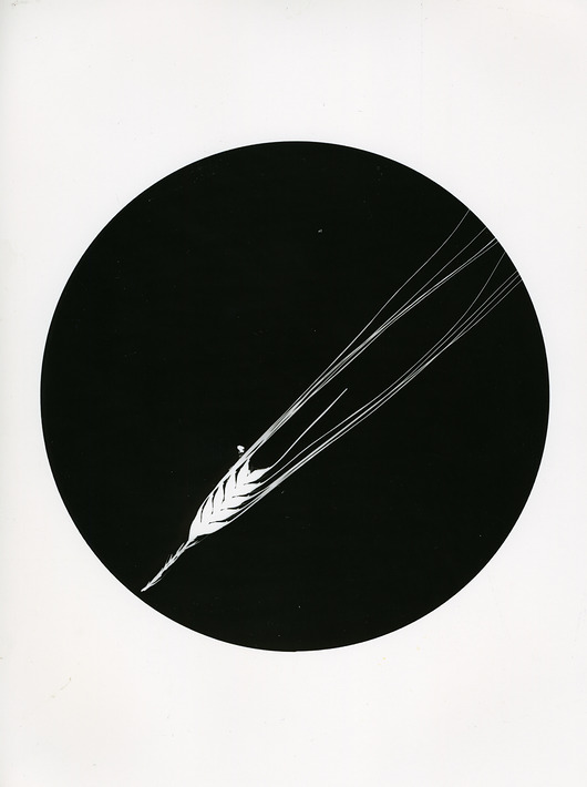 fotografia Kłosik_1