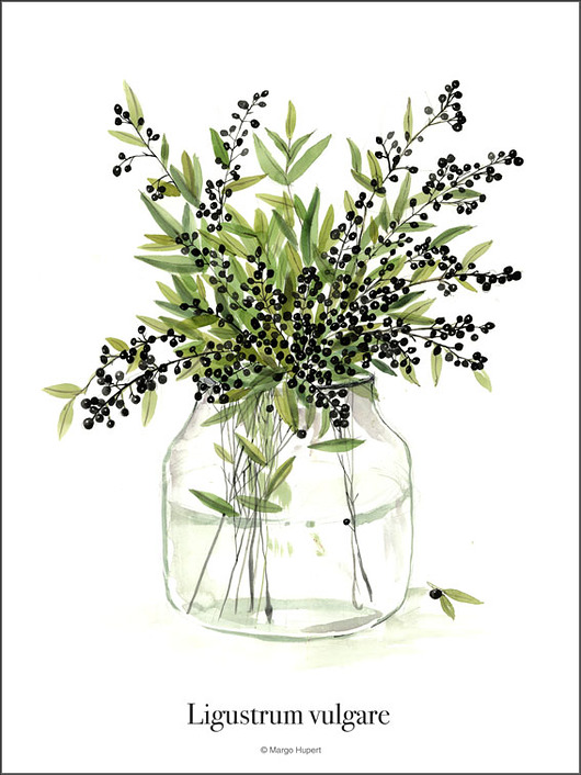 Ligustr, print 50x70 cm Margo Hupert