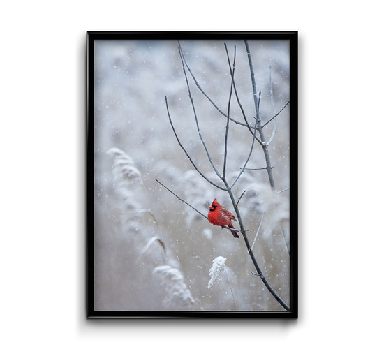 plakaty Plakat Czerwony Ptaszek