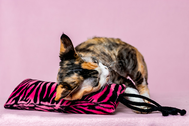 Zabawki dla zwierząt Zabawka dla kota kopacz kick & hug ze sznureczkami i kocimiętką ZEBRA RÓŻOWA