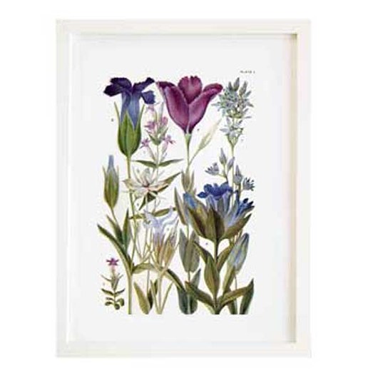 KWIATY GÓRSKIE w ramce A3, ilustracja botaniczna botanika