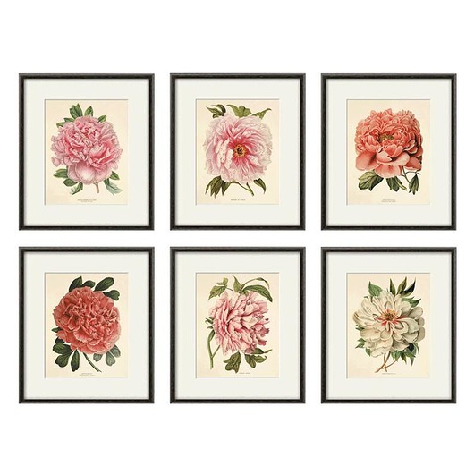 grafiki i ilustracje Rysunek kwiaty grafika kwiaty peonia peonie