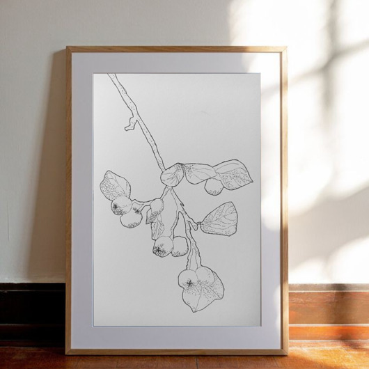 grafiki i ilustracje Rysunek cienkopis Owoce Kumkwatu oryginalny 18x26 cm