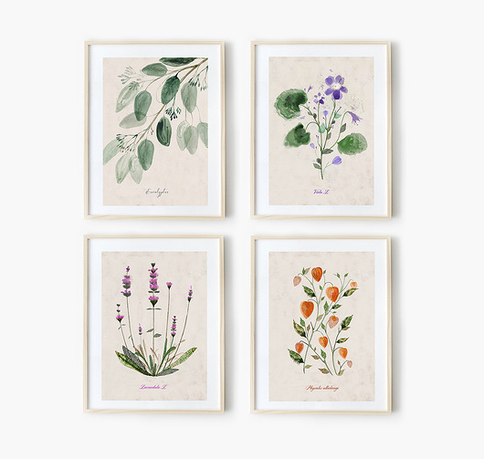 grafiki i ilustracje 4 ilustracje botaniczne  A3