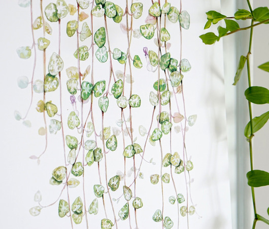 Ceropegia woodii Regina Land Atelier