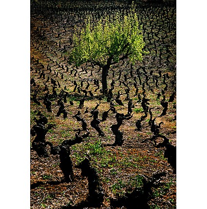 winnica skrzyp