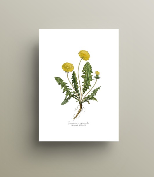 grafiki i ilustracje Mniszek lekarski