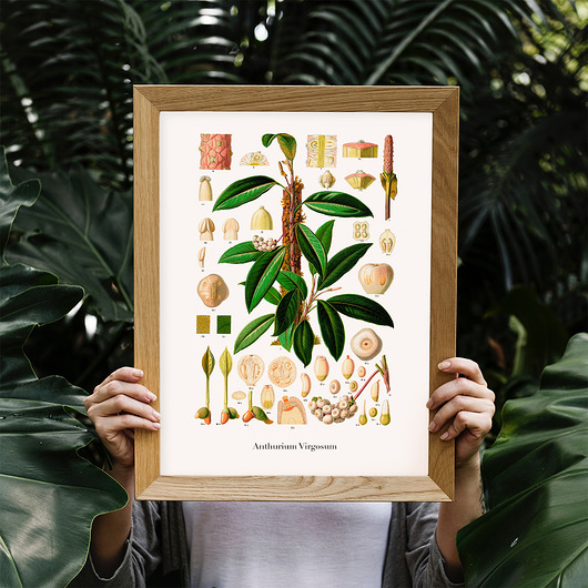 Plakat botaniczny Anthurium Virgosum trochę na ścianę