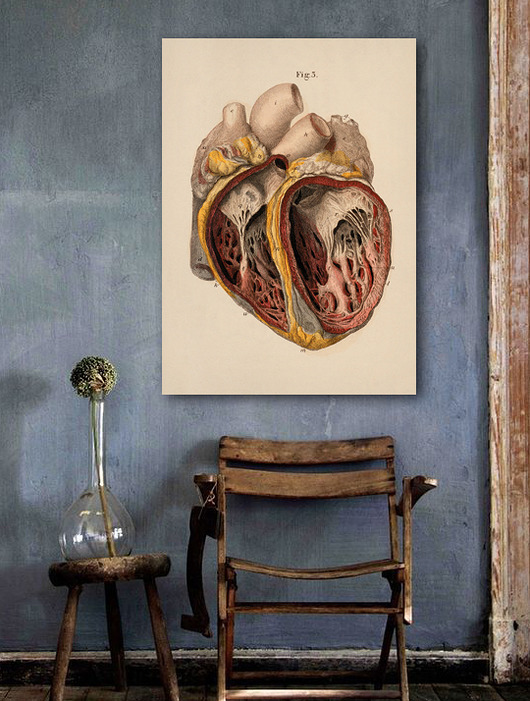 grafiki i ilustracje Anatomia - DEKORACJA ŚCIENNA