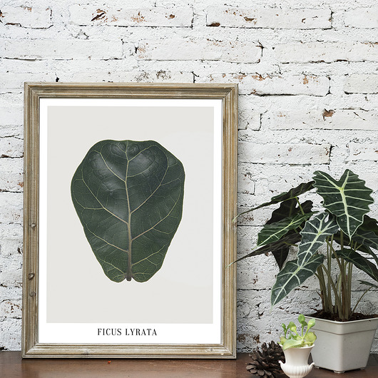 Plakat FICUS LYRATA muybien