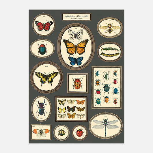 Historia Naturalna Owady WYDRAandCO