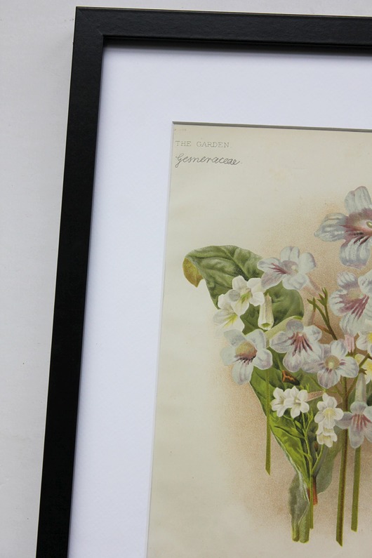 Kwiat Varietes, oryg. 1886 r. MAGHAUS