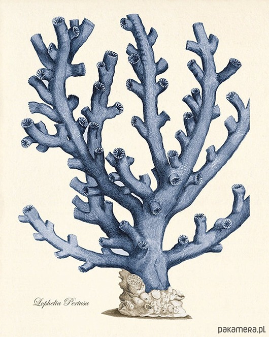 P. Dorota Oferta specjalna Victorian wall art