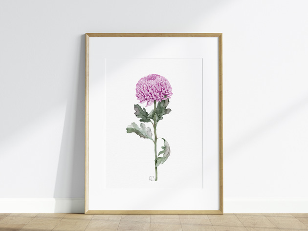 grafiki i ilustracje Różowa chryzantema, grafika, akwarela