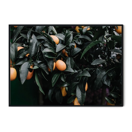 Plakat botaniczny Pomarańcze myscandi
