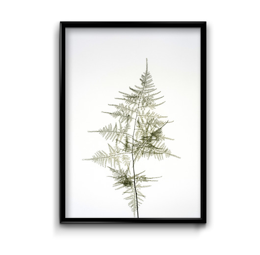 Plakat Asparagus  Bury Lis