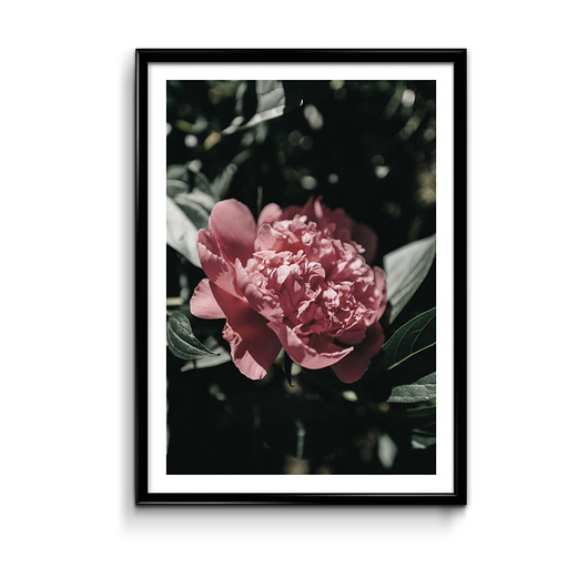 Czerwona piwonia - plakat  Bury Lis