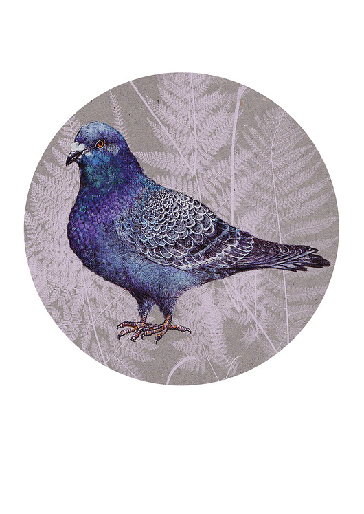 grafiki i ilustracje Gołąbek- ilustracja- grafika- ptaki